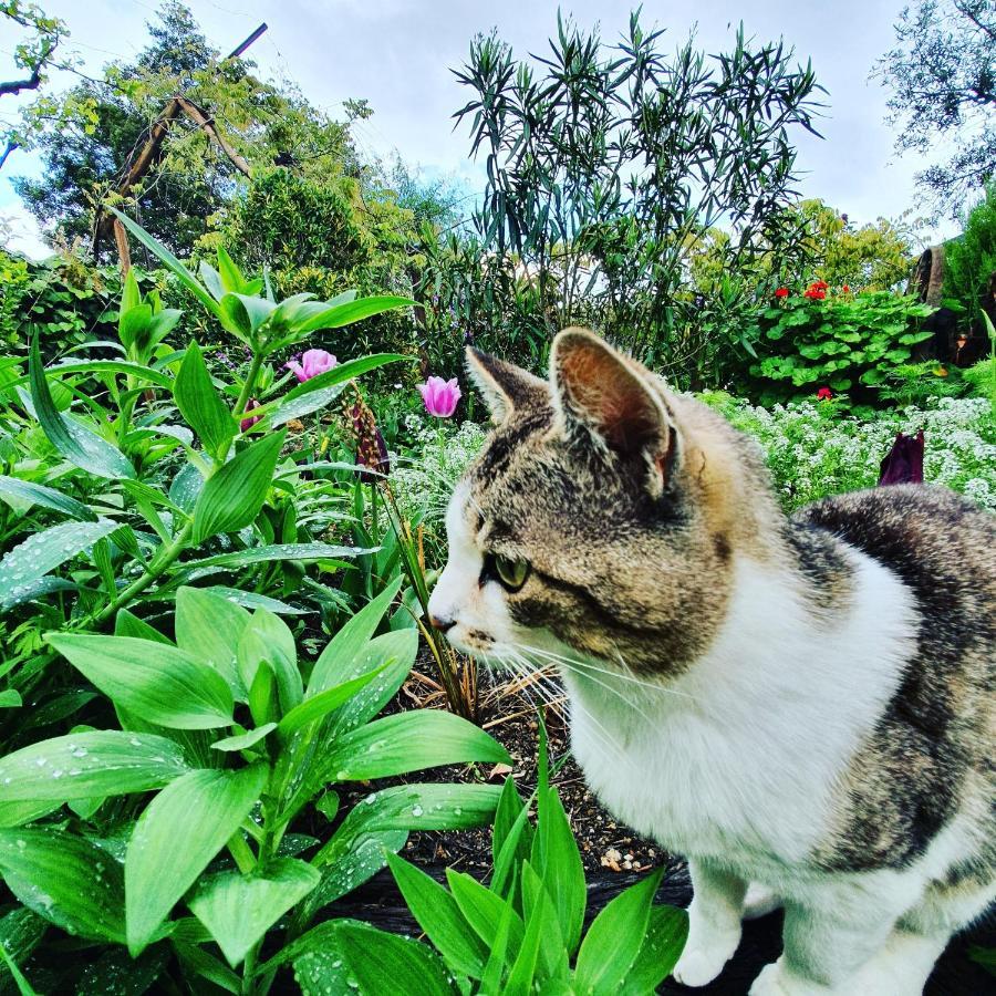 Casa Do Fundo - Sustainable & Ecotourism ξενώνας Seia Εξωτερικό φωτογραφία